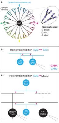 Computational and <mark class="highlighted">Molecular Properties</mark> of Starburst Amacrine Cell Synapses Differ With Postsynaptic Cell Type